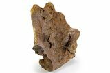 Hadrosaur Partial Ilium (Edmontosaurus) Bone - Wyoming #303380-3